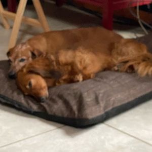 Meet your Posher, Patty